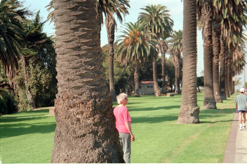 Jean, Palm Trees