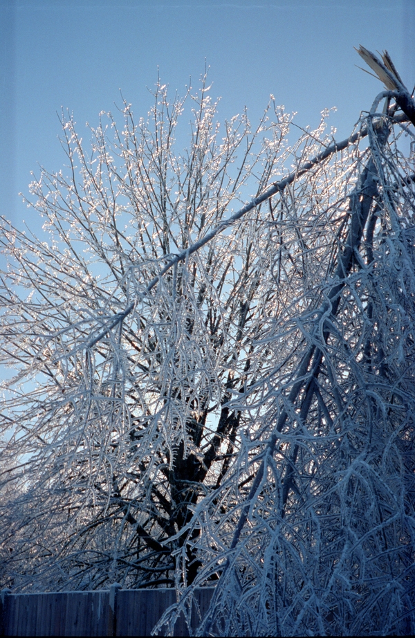 Frozen broken branches