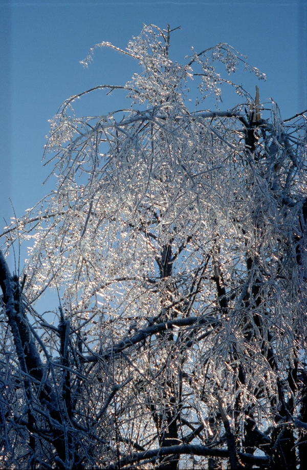 Frozen broken branches