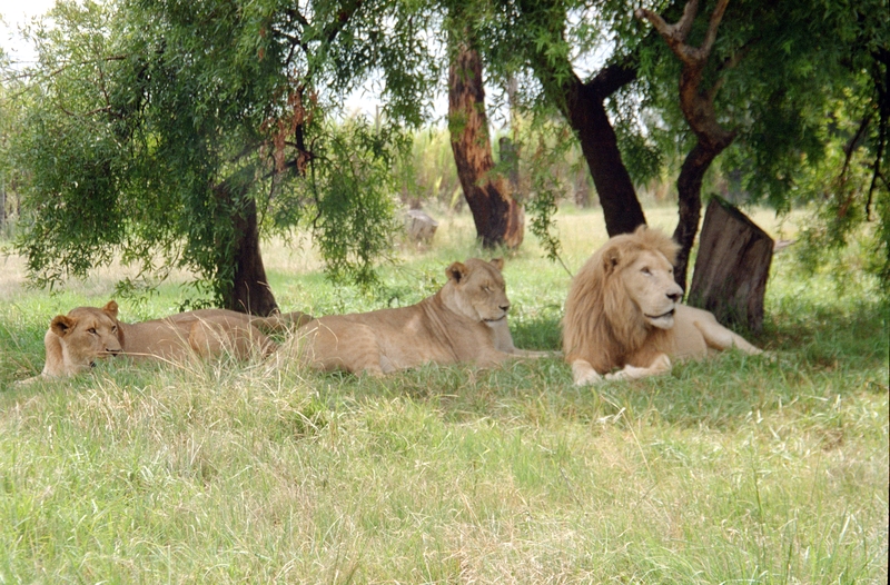 Johannesburg Lion Park