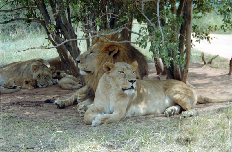 Johannesburg Lion Park