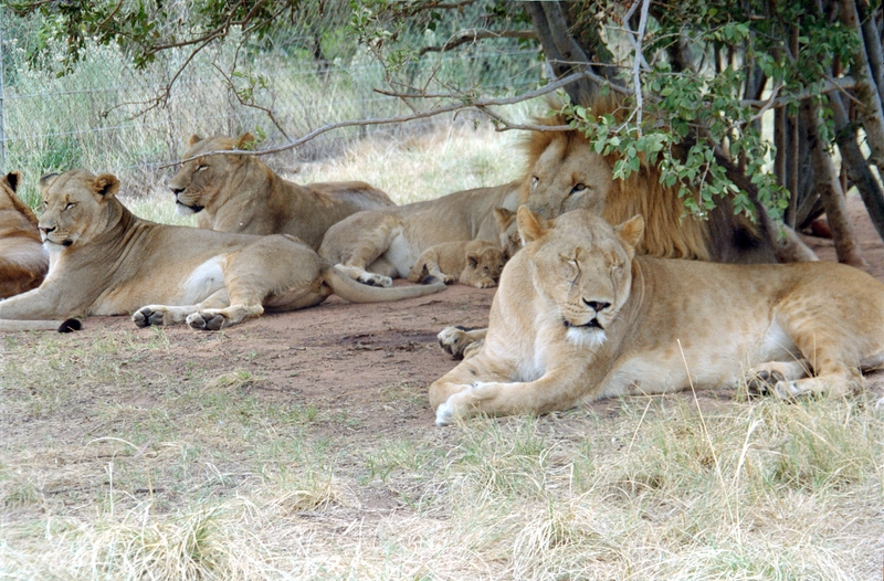 Johannesburg Lion Park