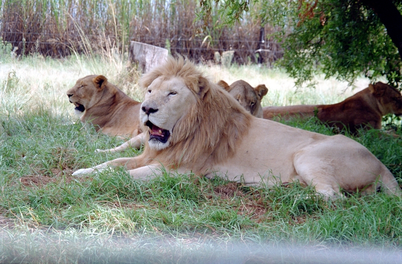 Johannesburg Lion Park