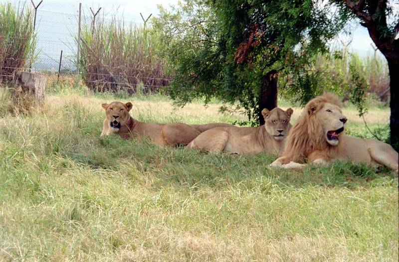 Johannesburg Lion Park