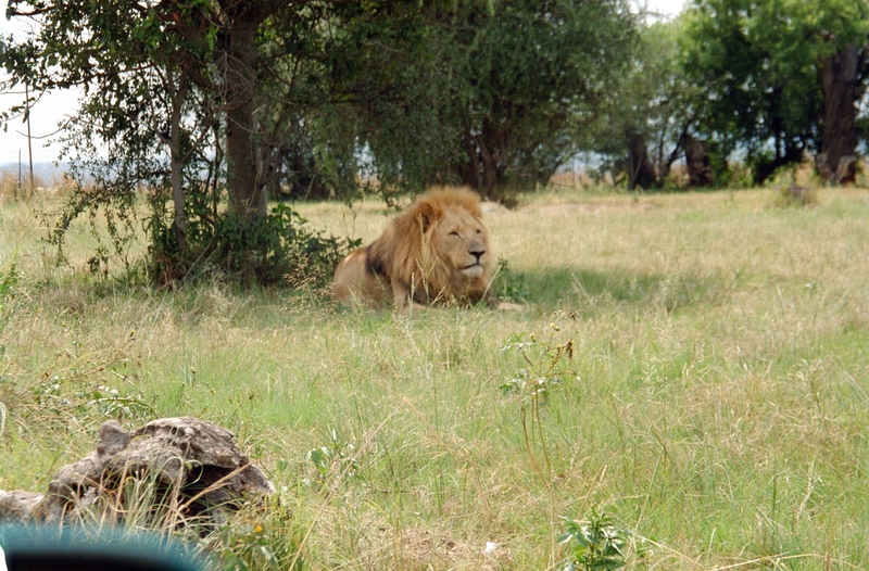 Johannesburg Lion Park