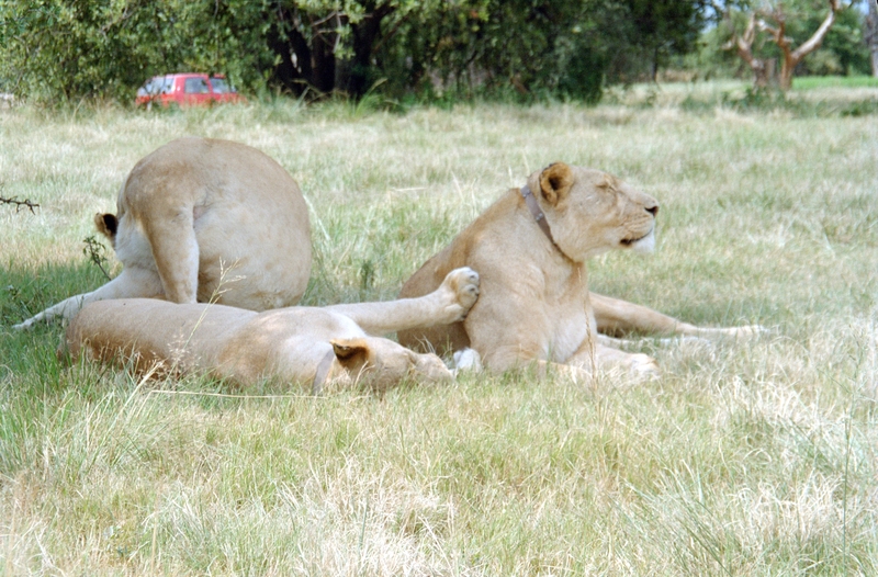 Johannesburg Lion Park