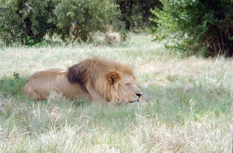 Johannesburg Lion Park