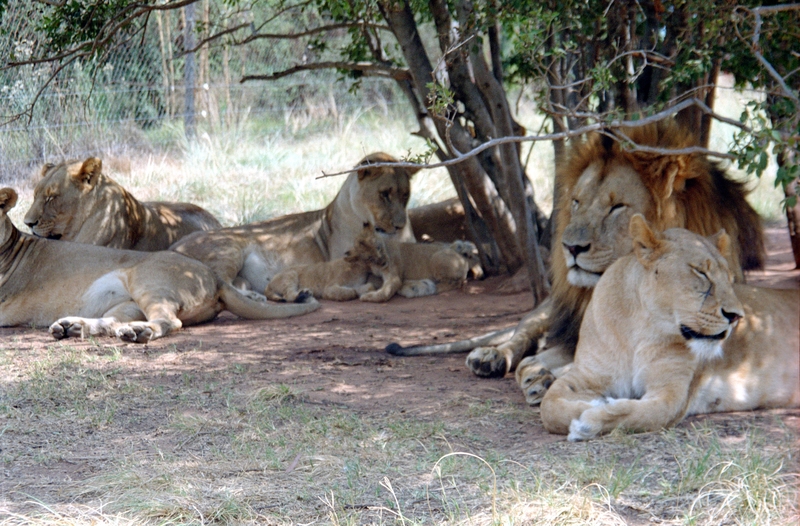 Johannesburg Lion Park