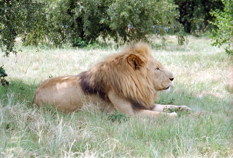 Johannesburg Lion Park