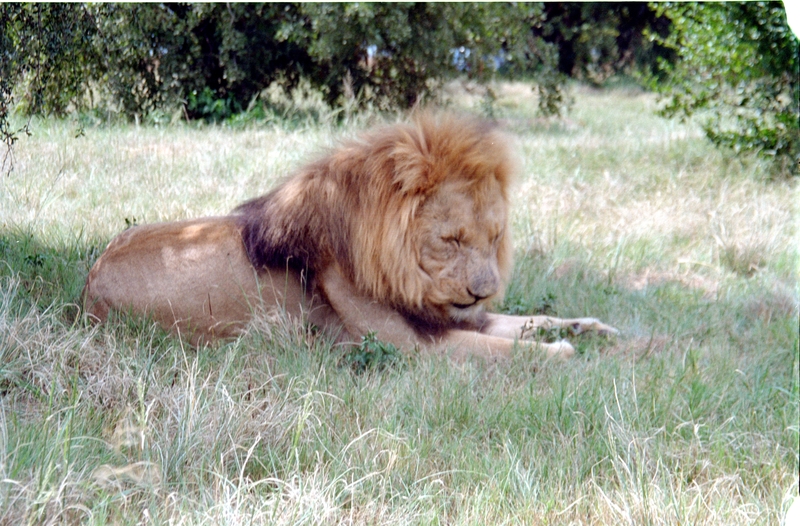 Johannesburg Lion Park