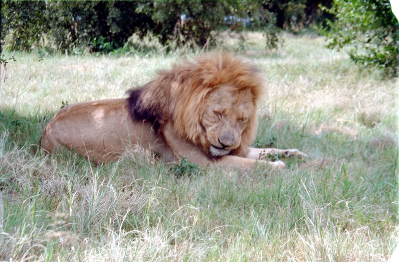 Johannesburg Lion Park