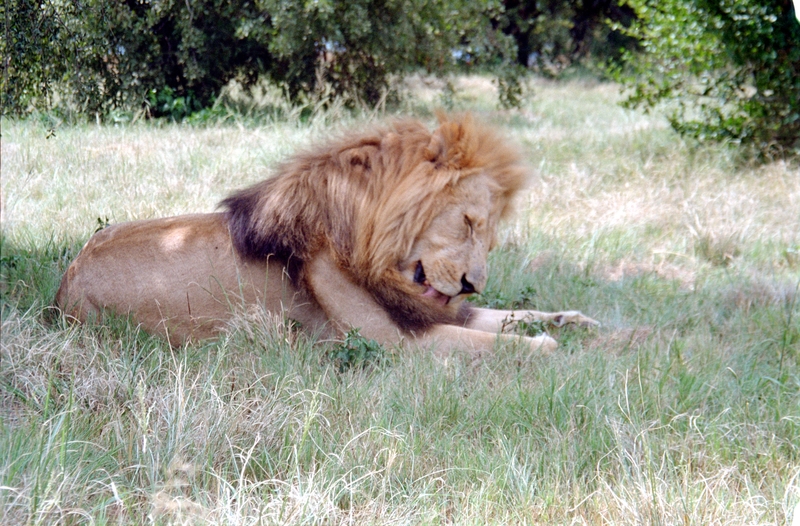 Johannesburg Lion Park