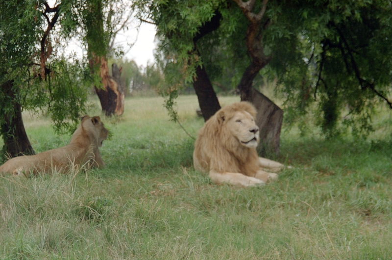 Johannesburg Lion Park