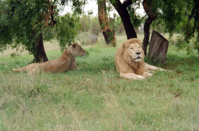 Johannesburg Lion Park