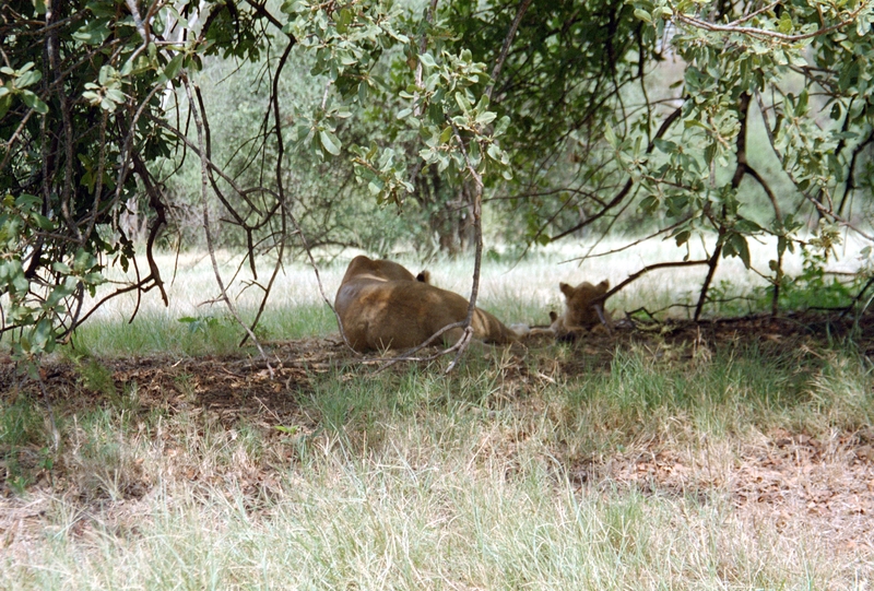 Johannesburg Lion Park