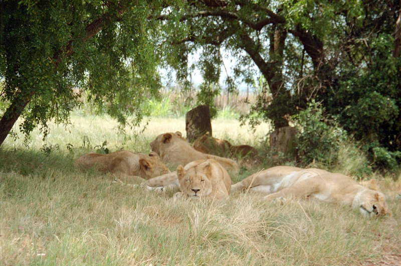 Johannesburg Lion Park