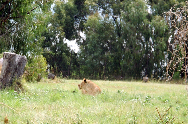 Johannesburg Lion Park