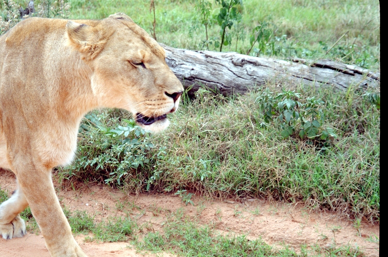 Johannesburg Lion Park