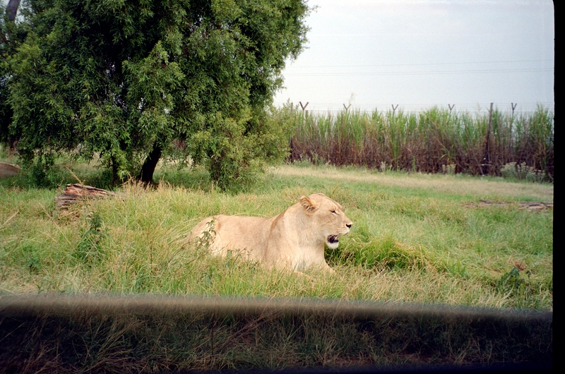 Johannesburg Lion Park