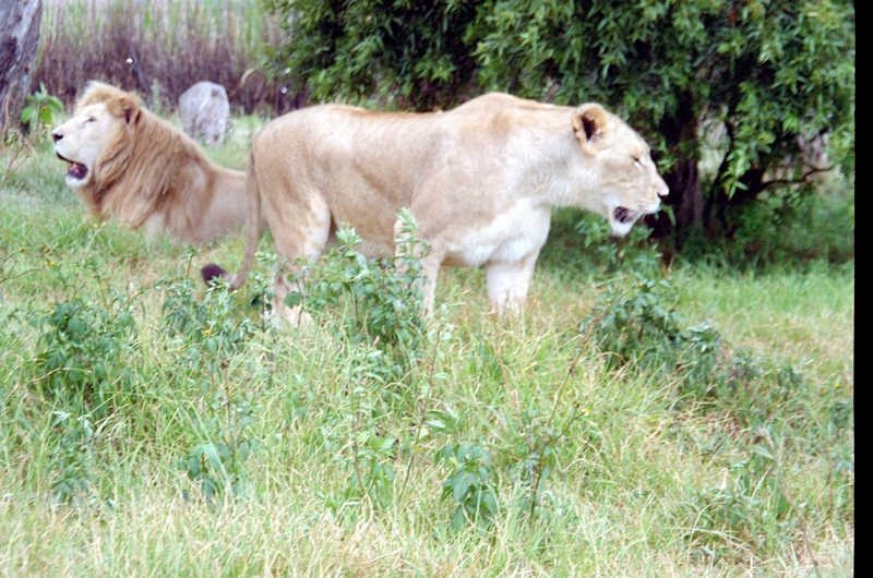 Johannesburg Lion Park