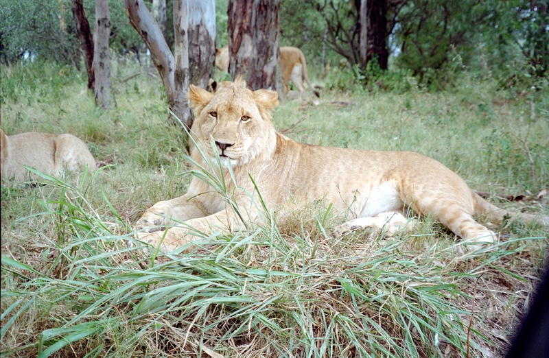 Johannesburg Lion Park