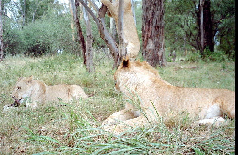 Johannesburg Lion Park