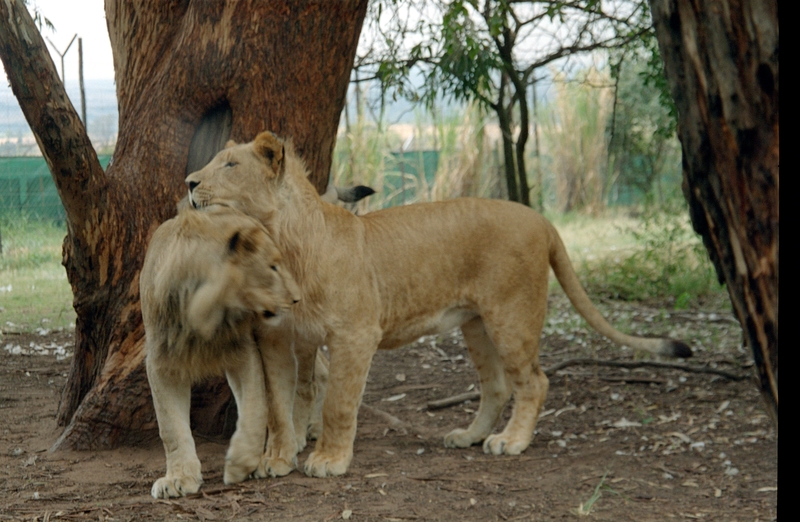 Johannesburg Lion Park