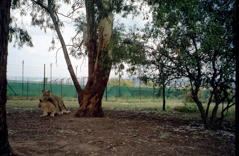 Johannesburg Lion Park