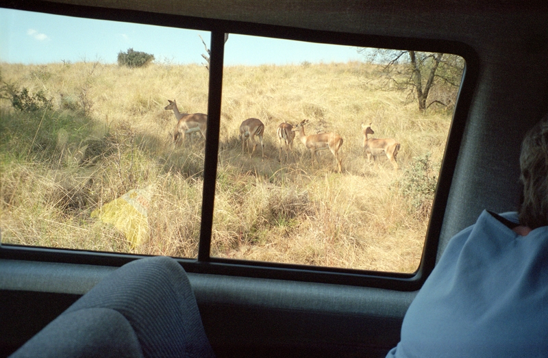 Deer at Wild Animal Park (Palanisburg?)