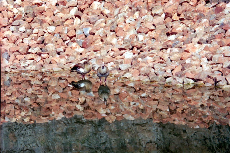 Water Fowl at Wild Animal Park (Palanisburg?)