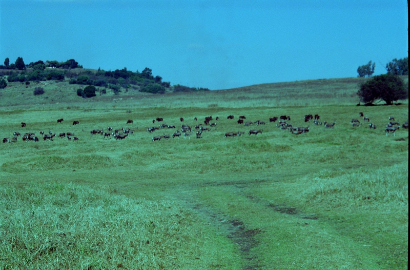 At Krugersdorp Game Farm