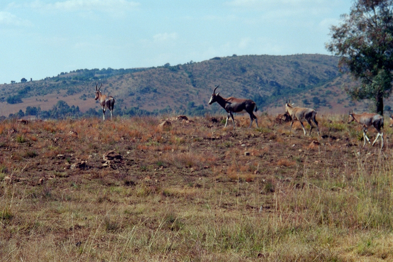 At Krugersdorp Game Farm