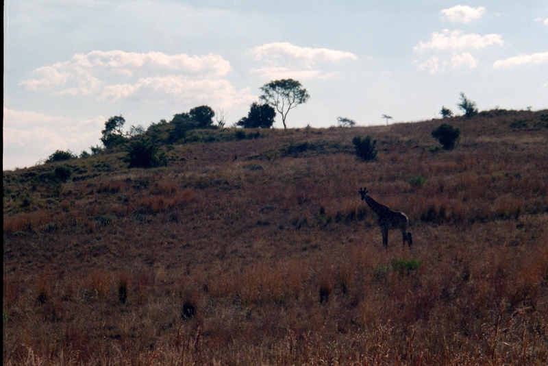 At Krugersdorp Game Farm