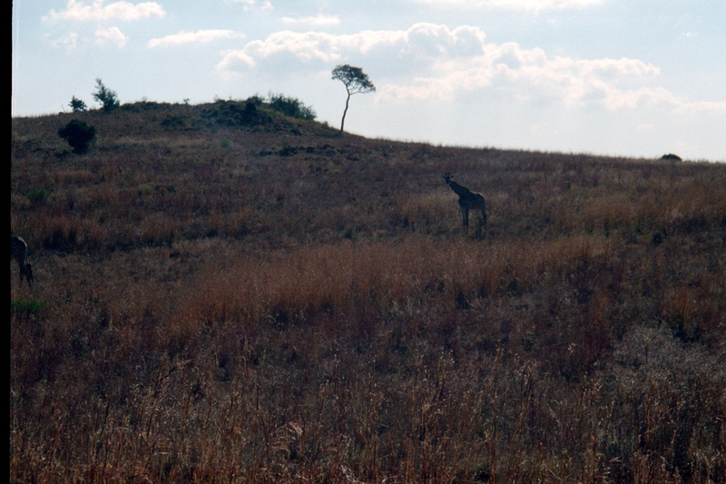 At Krugersdorp Game Farm