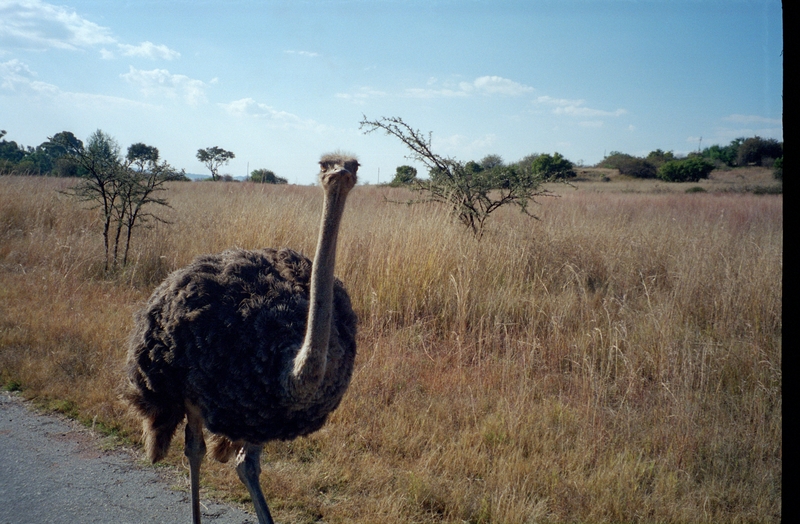 At Krugersdorp Game Farm