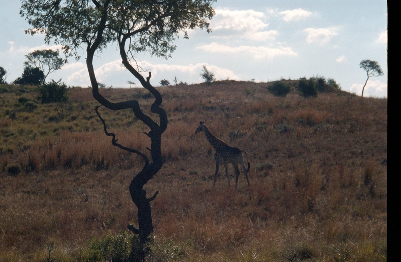 At Krugersdorp Game Farm