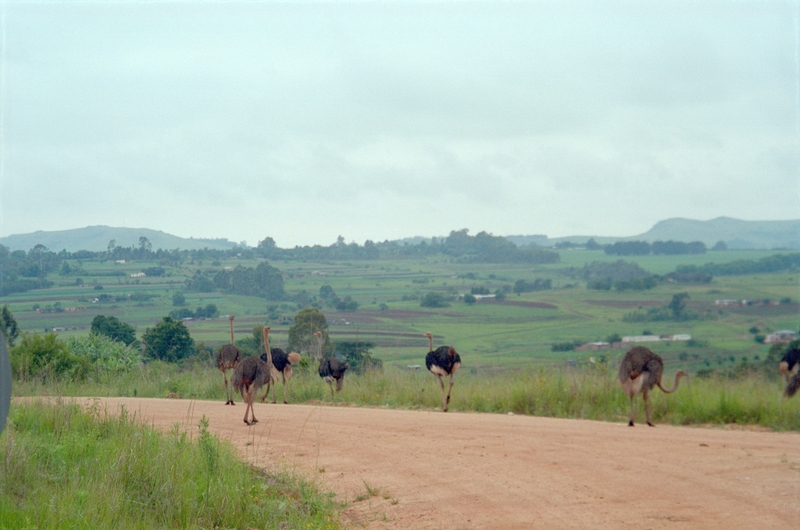 Swaziland Safari