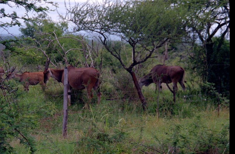 Swaziland Safari