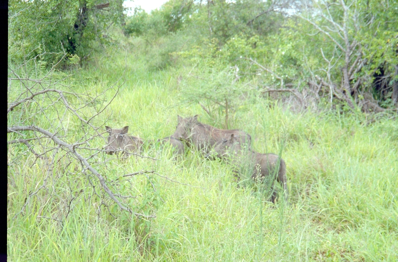 Swaziland Safari