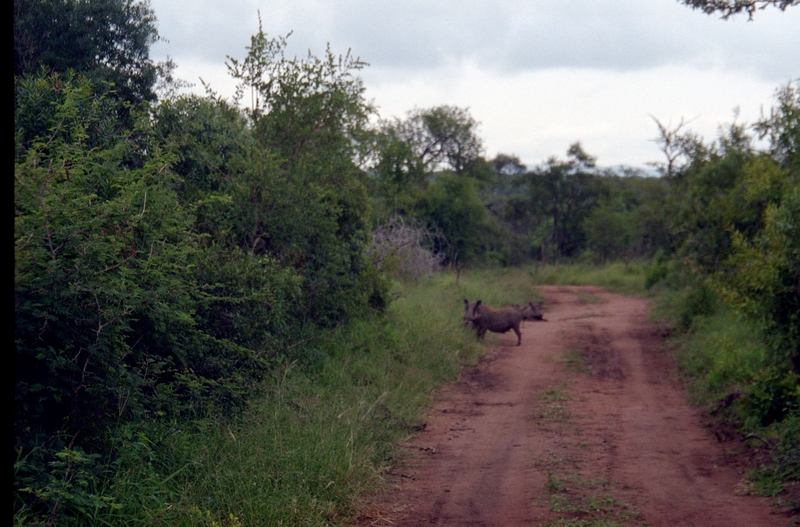 Swaziland Safari