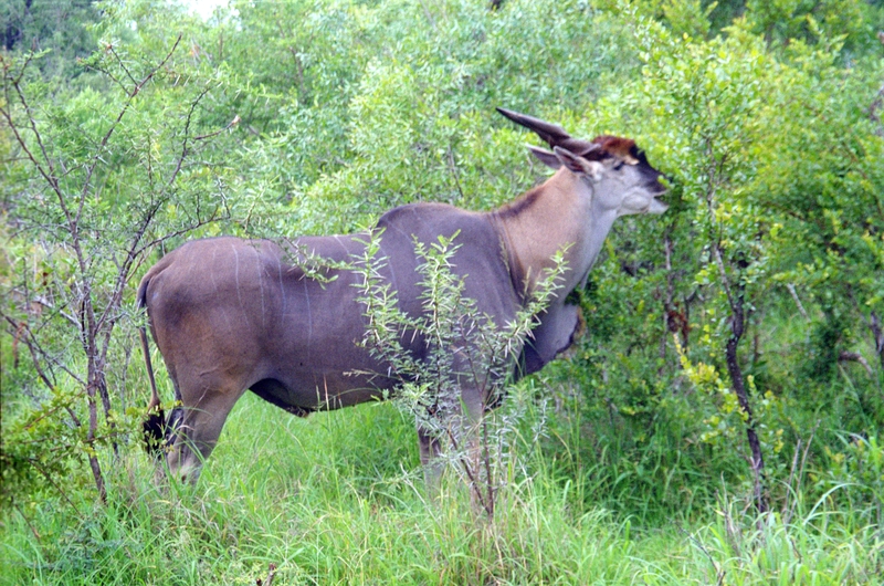 Swaziland Safari