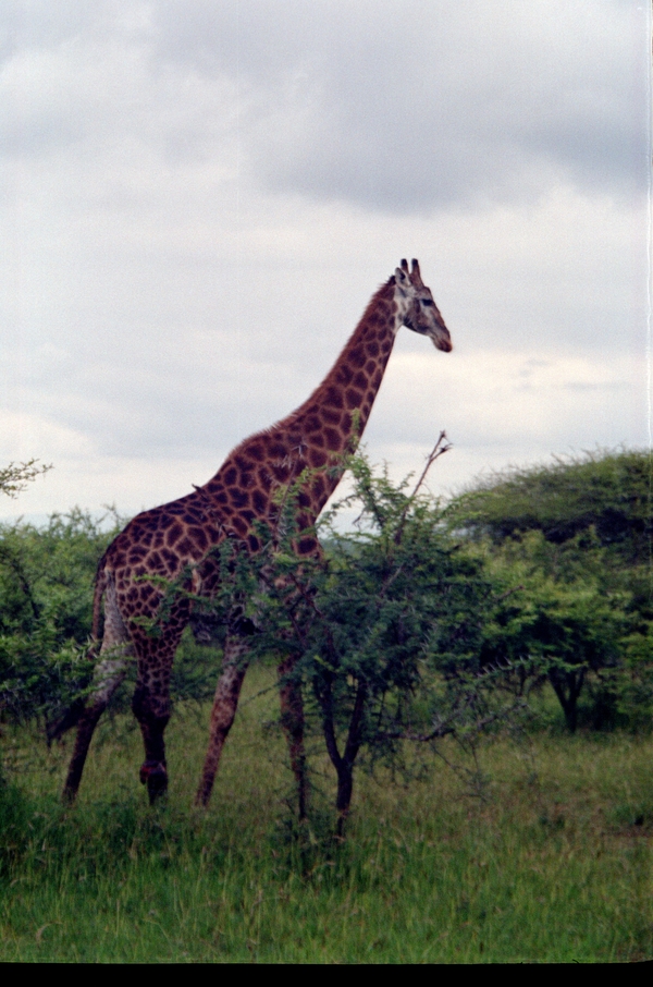 Swaziland Safari