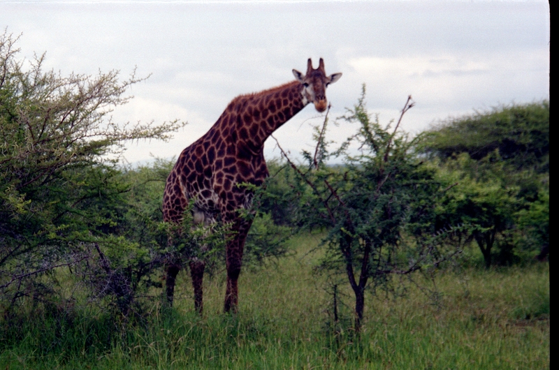 Swaziland Safari