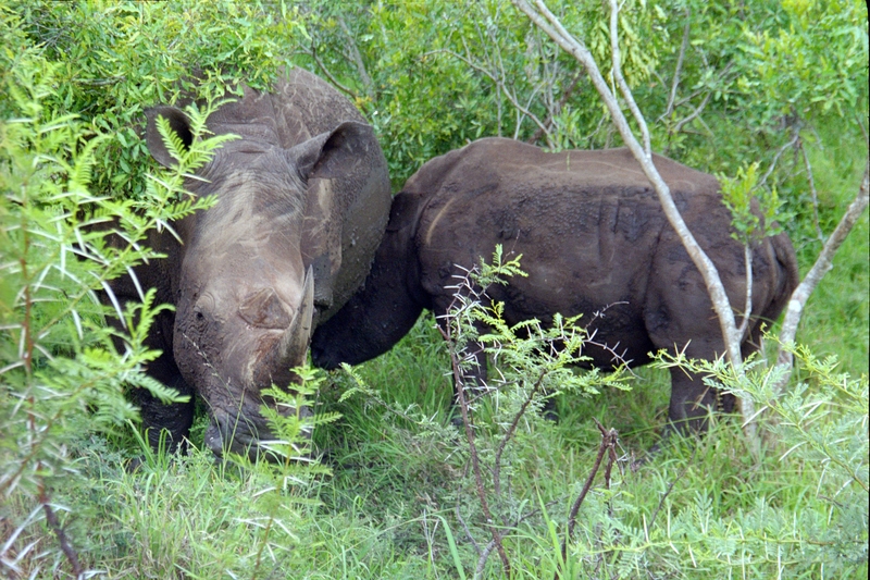 Swaziland Safari, mother White Rhinoceros nursing a baby