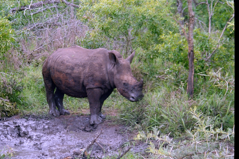 Swaziland Safari, White Rhinoceros