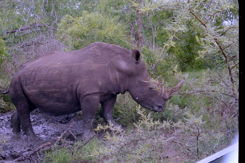 Swaziland Safari, White Rhinoceros