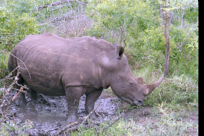 Swaziland Safari, White Rhinoceros