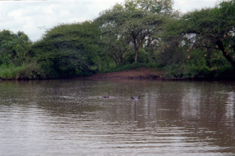 Swaziland Safari, Hippo