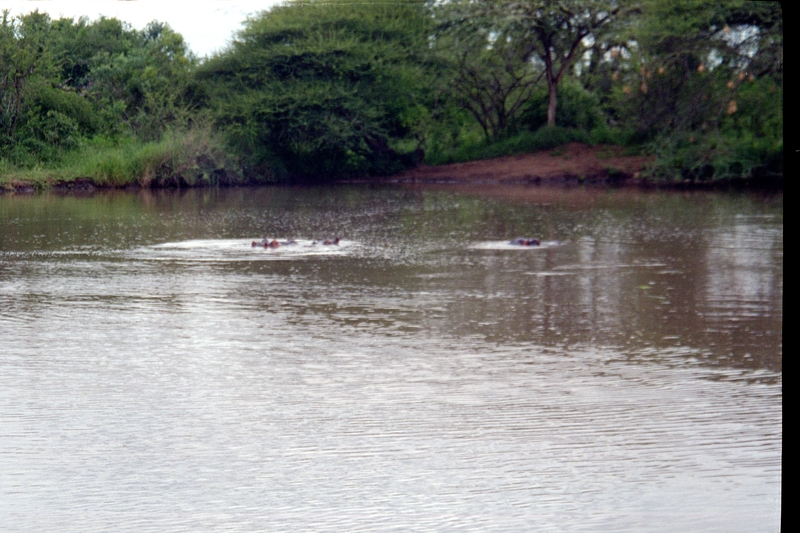 Swaziland Safari, Hippo