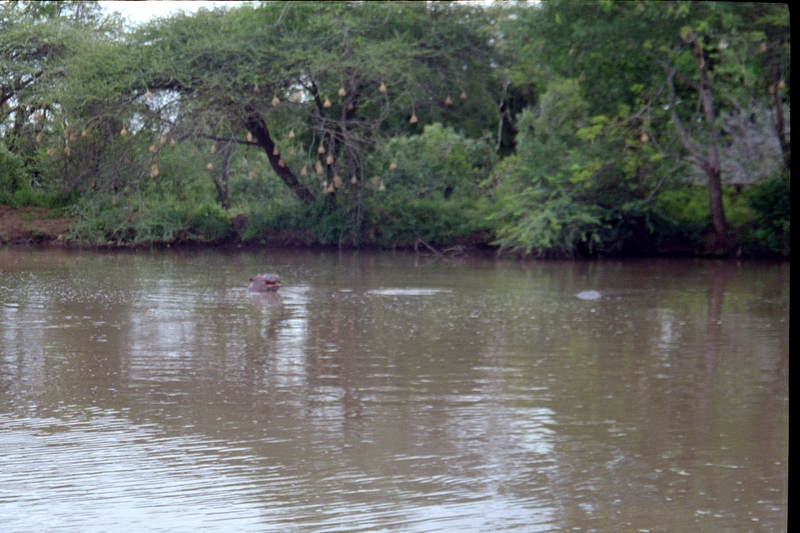 Swaziland Safari, Hippo